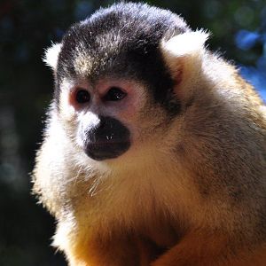 Monkeyland and Birds of Eden, Plettenberg Bay