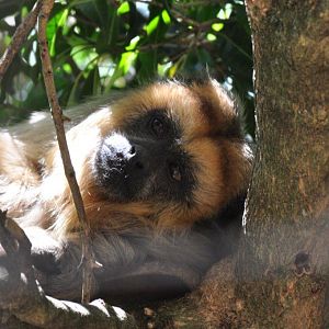 Monkeyland and Birds of Eden, Plettenberg Bay