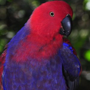 Monkeyland and Birds of Eden, Plettenberg Bay