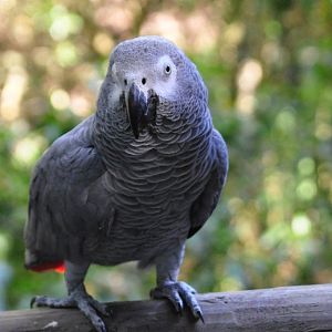 Monkeyland and Birds of Eden, Plettenberg Bay