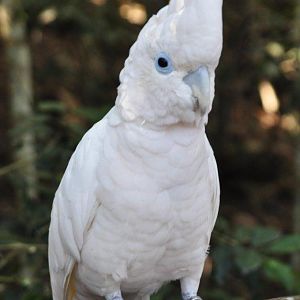 Monkeyland and Birds of Eden, Plettenberg Bay