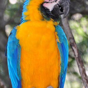 Monkeyland and Birds of Eden, Plettenberg Bay