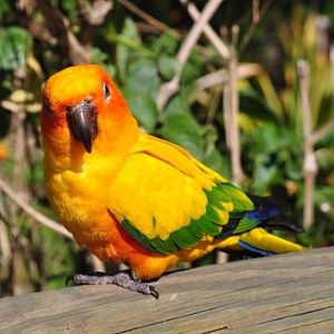 Monkeyland and Birds of Eden, Plettenberg Bay