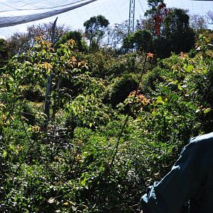 Monkeyland and Birds of Eden, Plettenberg Bay