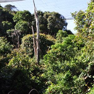 Monkeyland and Birds of Eden, Plettenberg Bay