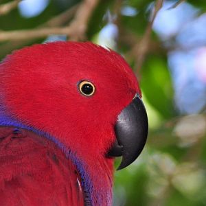 Monkeyland and Birds of Eden, Plettenberg Bay