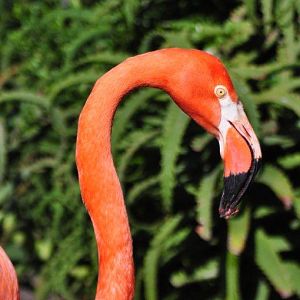 Monkeyland and Birds of Eden, Plettenberg Bay