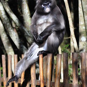 Monkeyland and Birds of Eden, Plettenberg Bay