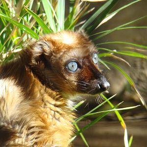 Sclater's Blue Eyed Lemur