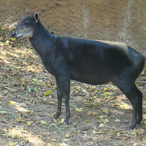 Yellow-backed Duiker