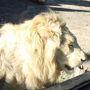 White lion