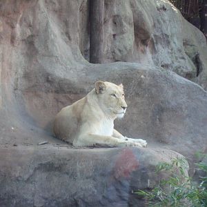 White lioness