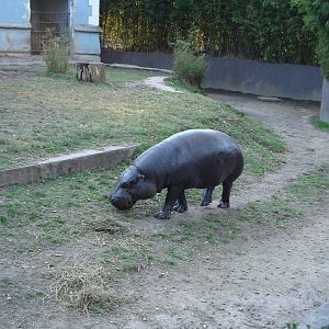 Pygmy hippo - male