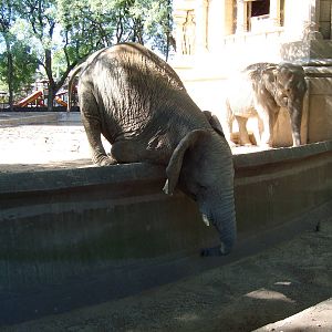 African elephant eating