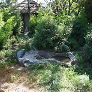 Giant Anteater´s exhibit