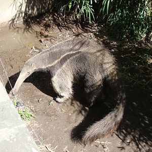 Giant Anteater