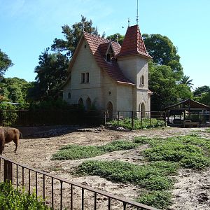 American Bisons`exhibit