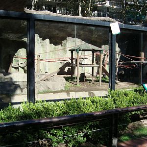 Chimpanzee`s exhibit