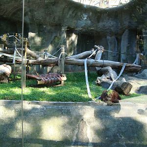 Orangutan´s exhibit