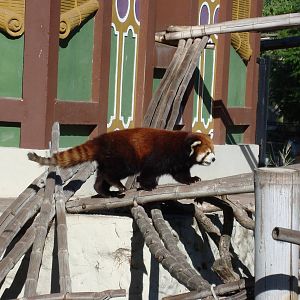 Red panda