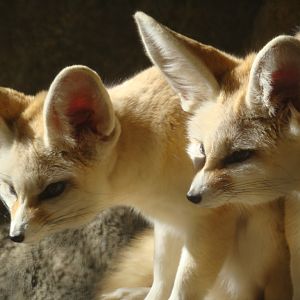 Fennec Foxes