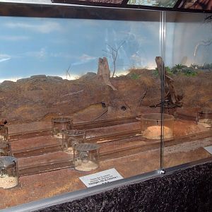 Naked Mole Rat exhibit