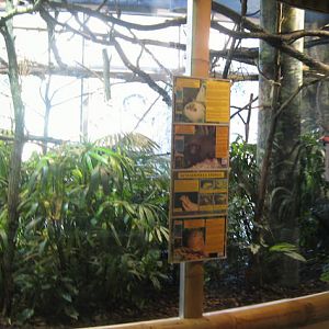 Sloth, Titi and Pygmy Marmoset