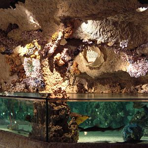 Shark and Ray touching pool