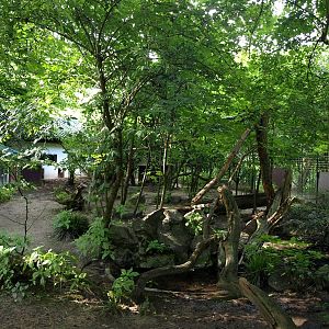 Duisburg Zoo - Muntjac exhibit