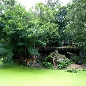 Duisburg Zoo - Tiger exhibit