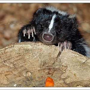 Striped Skunk