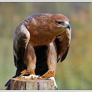 Tawny Eagle