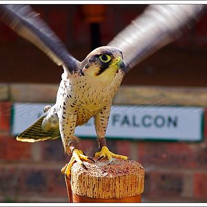 Lanner Falcon