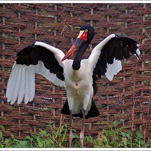 Saddle Billed Stork