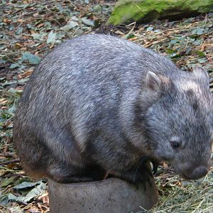 Wombat