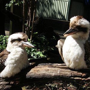 Laughing Kookaburra