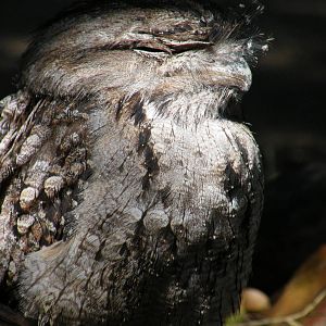 Tawny Frogmouth