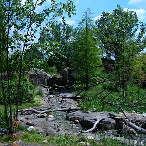 Asain Small-Clawed Otter Exhibit
