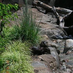 Asian Small-Clawed Otters