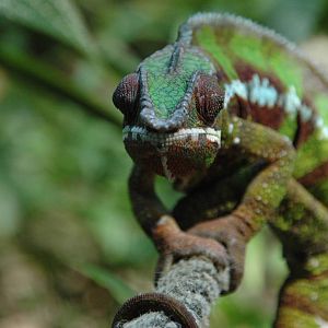 Chameleon