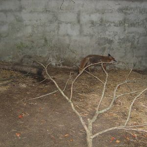 Collon Animal Sanctuary