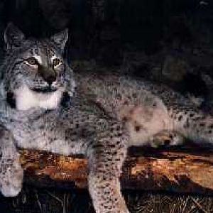 Collon Animal Sanctuary