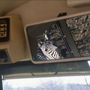 zebra in rearview mirror of tour bus