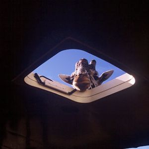 giraffe in tour bus popup top