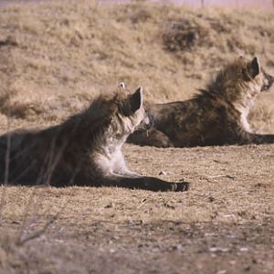 spotted hyenas