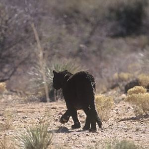 black leopard