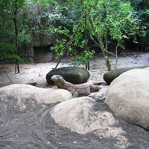 Komodo Dragon