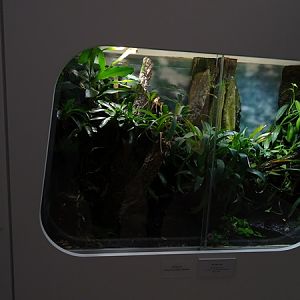 Poison frogs and anole terrarium