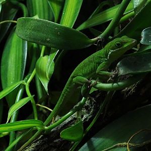 Tiburon green anole (Anolis chlorocyanus)