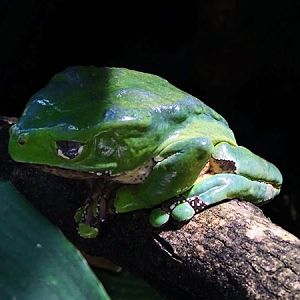 Giant leaf frog (Phyllomedusa bicolor)